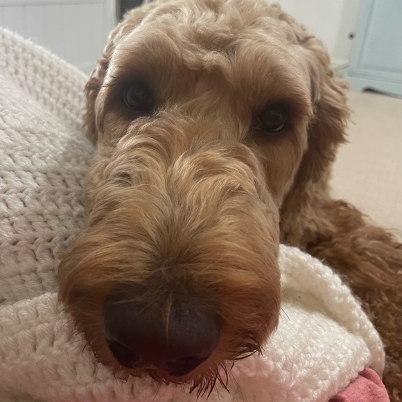 Meet your Posher, Collyns - Picture 1 of 1